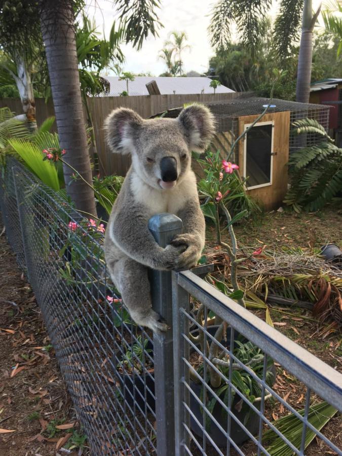 Executive Properties In North Ward Townsville And On Magnetic Island エクステリア 写真