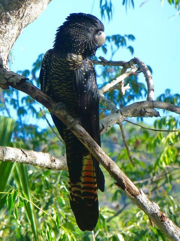 Executive Properties In North Ward Townsville And On Magnetic Island エクステリア 写真