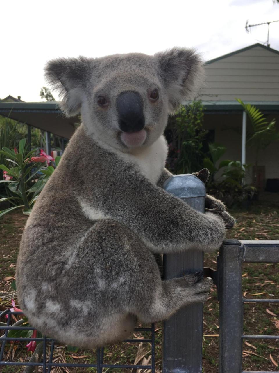 Executive Properties In North Ward Townsville And On Magnetic Island エクステリア 写真